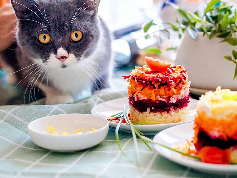 Adult Cat Food 6 Straight Organic Jeans